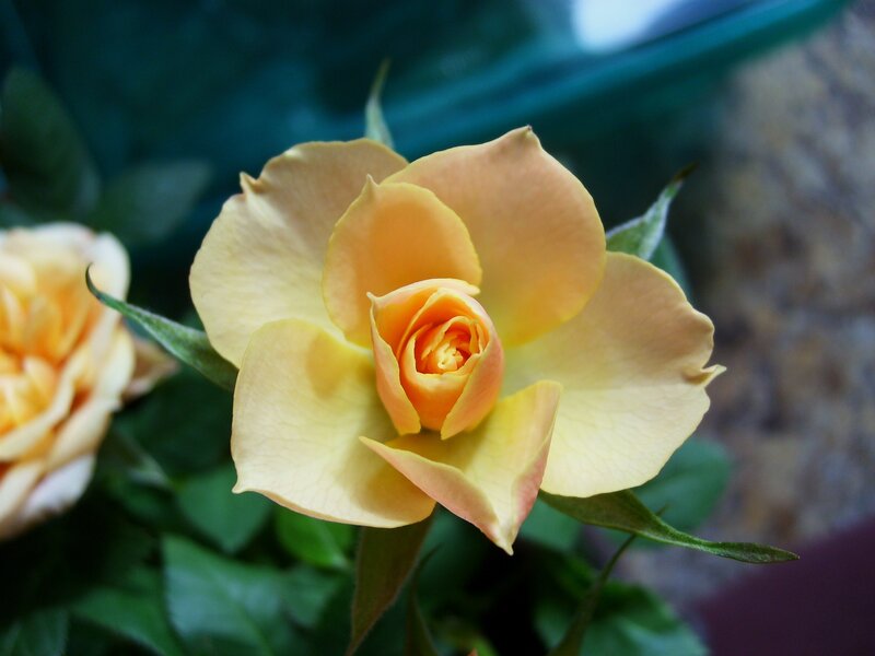 Yellow Rose in Bloom — Calm, Photograph, Green Leaves, Flower Bud, Green