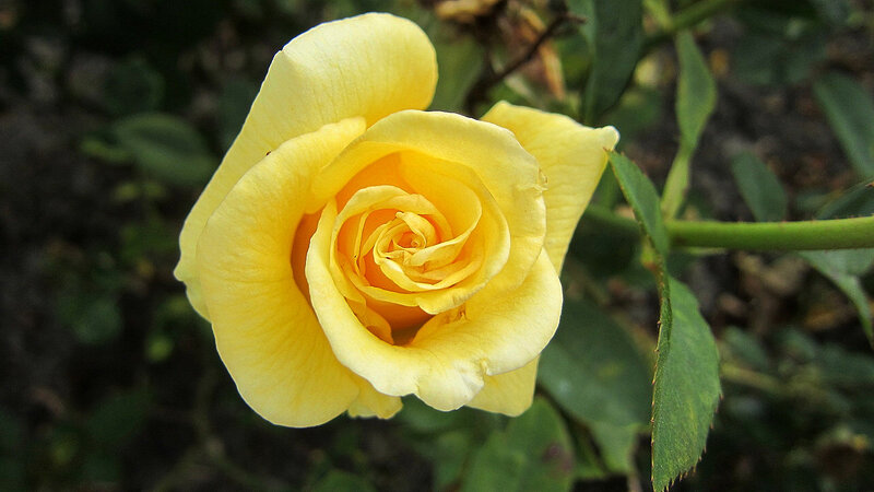 Yellow Rose in Bloom — Calm, Photograph, Green Leaves, Stem