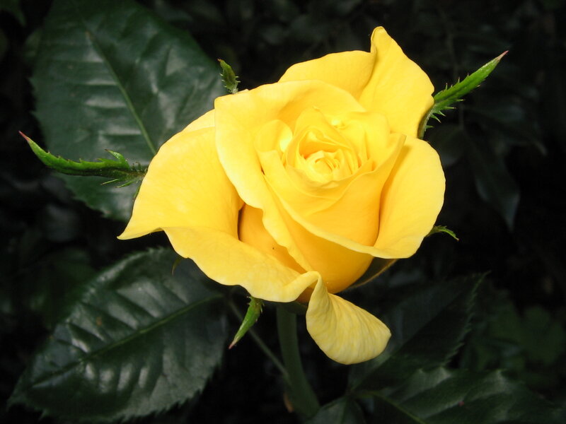 Yellow Rose in Bloom — Calm, Photograph, Green Leaves, Thorns