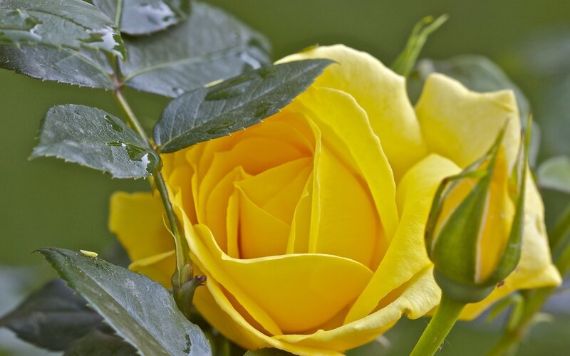 Yellow Rose in Bloom — Calm, Photograph, Leaf