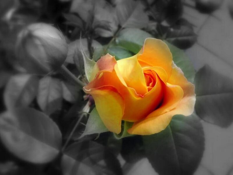 Yellow Rose in Bloom — Calm, Photograph, Leaves