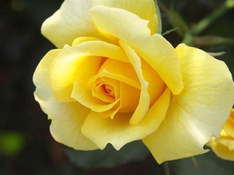 Yellow Rose in Bloom — Calm, Photograph, Petals, Bud