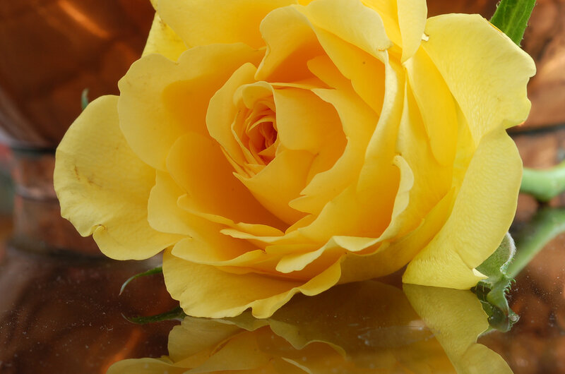 Yellow Rose in Bloom — Calm, Photograph, Petals, Stem