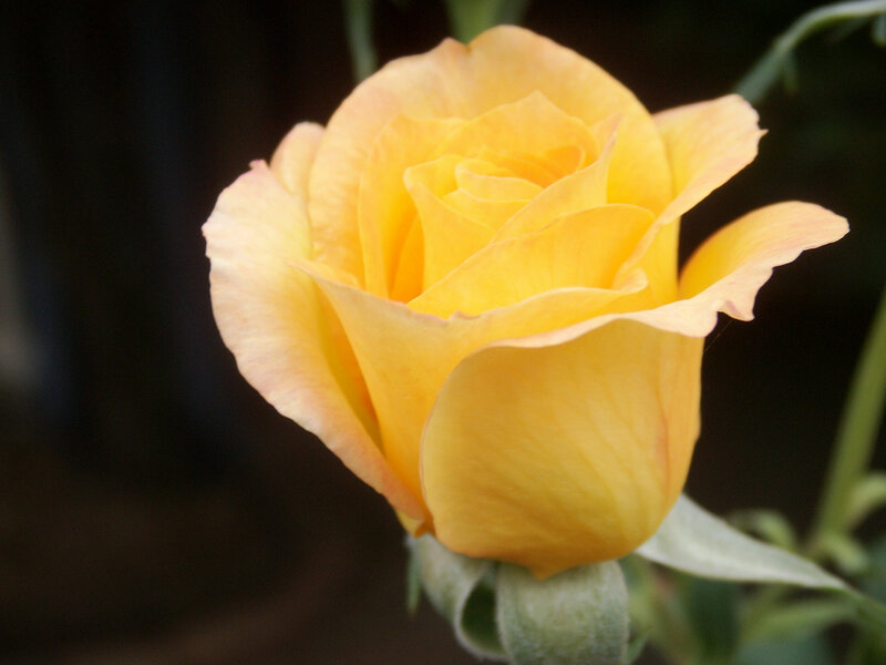 Yellow Rose in Bloom — Calm, Photograph, Petals