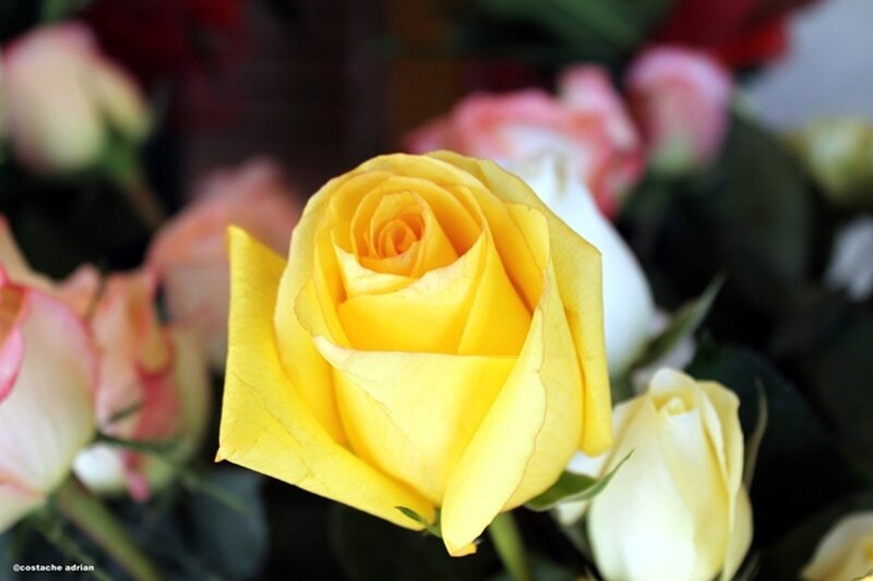Yellow Rose in Bloom — Calm, Photograph, Roses