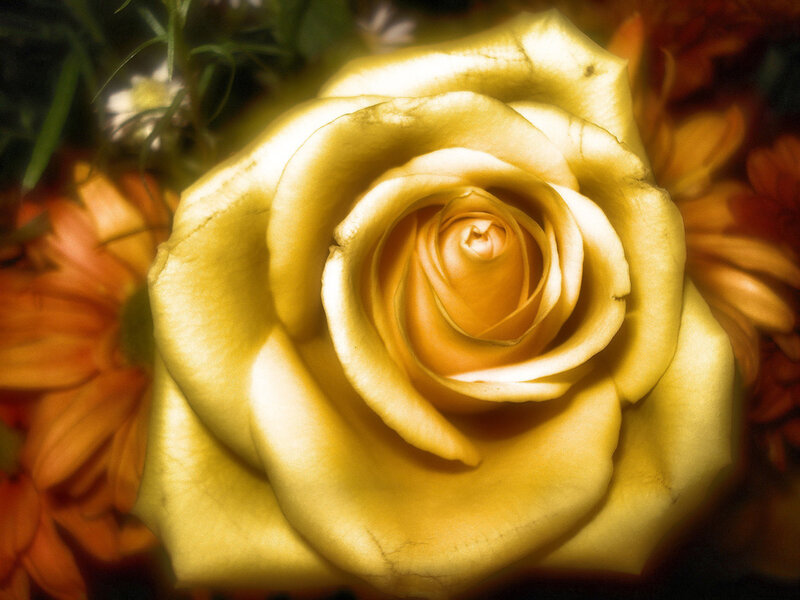 Yellow Rose in Bloom — Calm, Photograph