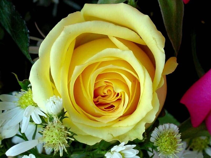 Yellow Rose in Bloom — Calm, Photograph, White Daisies
