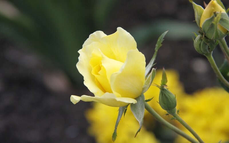 Yellow Rose in Bloom — Calm, Spring, Photograph, Bud