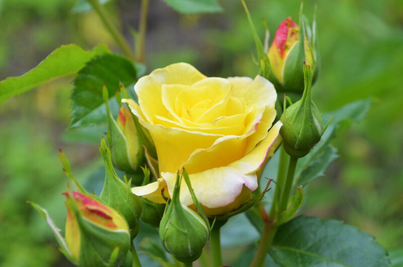 Yellow Rose in Bloom — Calm, Spring, Photograph
