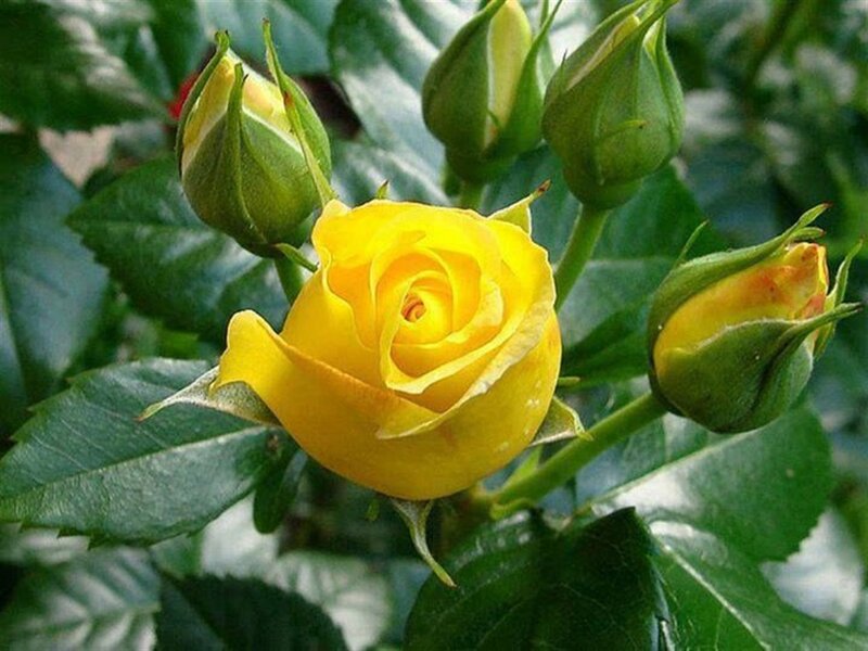 Yellow Rose in Bloom — Calm, Spring