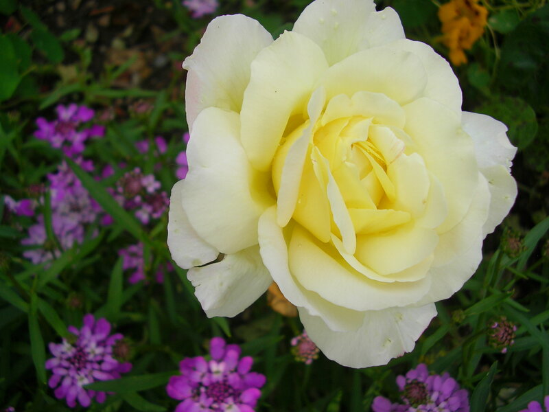 Yellow Rose in Bloom — Calm, Summer