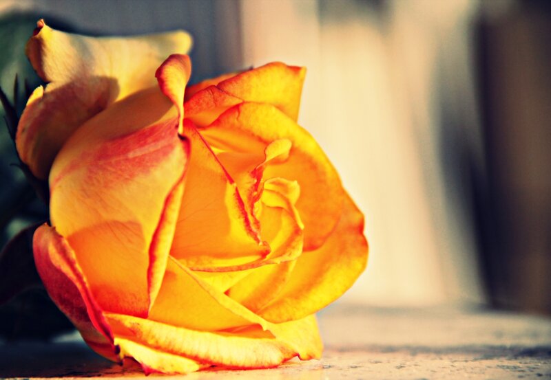 Yellow Rose in Bloom — Calm, Sunset
