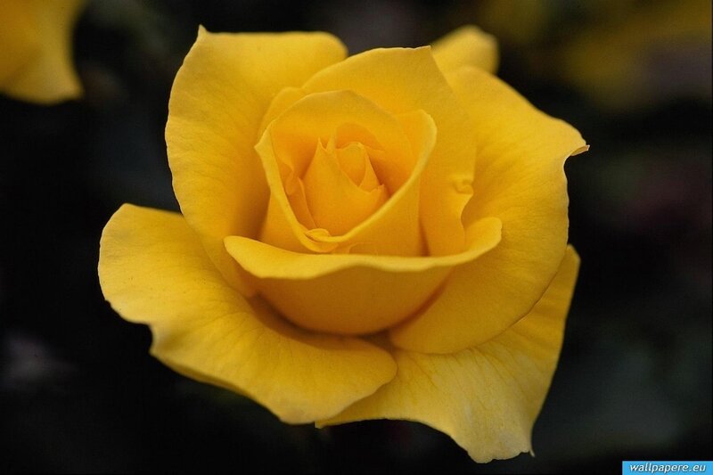 Yellow Rose in Bloom — Calm
