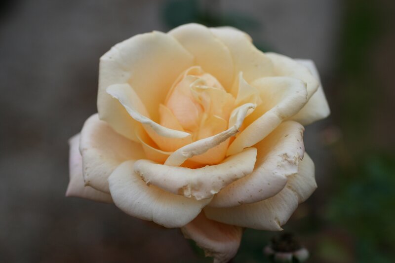 Yellow Rose in Bloom — Cream