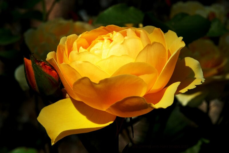 Yellow Rose in Bloom — Dramatic, Afternoon, Photograph, Bud