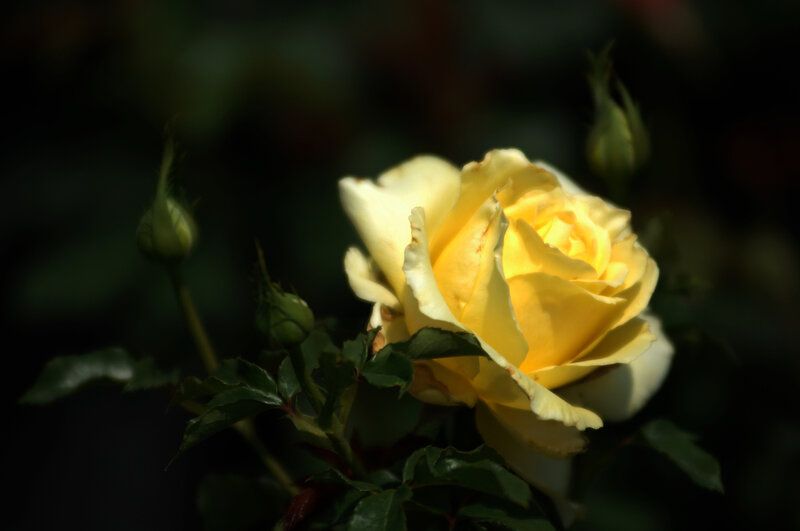 Yellow Rose in Bloom — Dramatic, Afternoon, Photograph, Buds