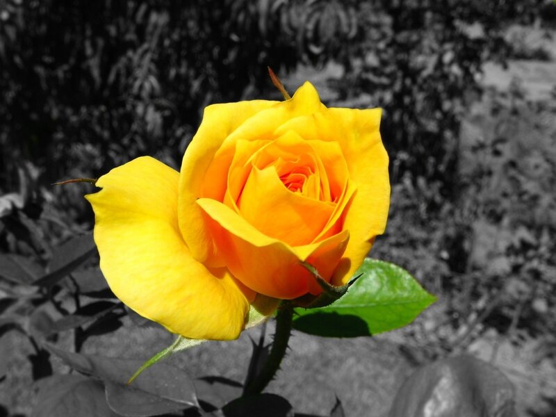 Yellow Rose in Bloom — Dramatic, Afternoon, Photograph, Leaf