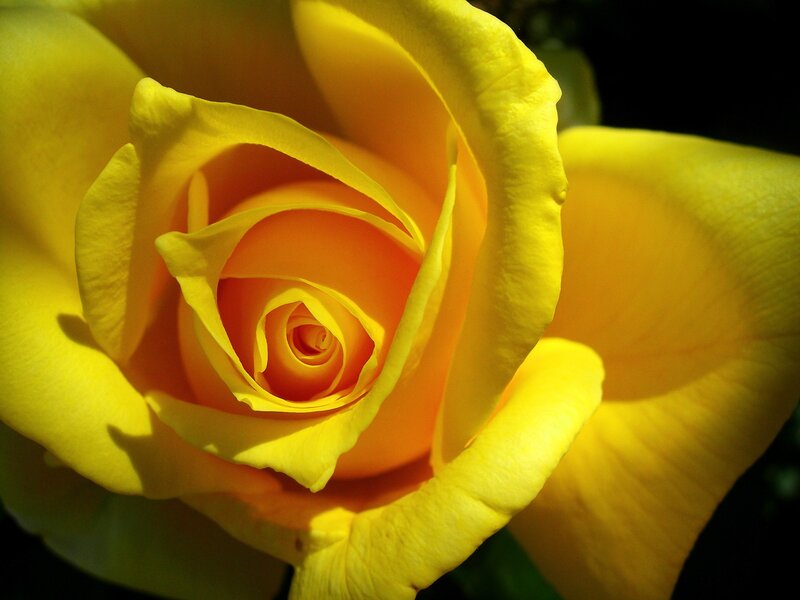 Yellow Rose in Bloom — Dramatic, Afternoon, Photograph, Petals