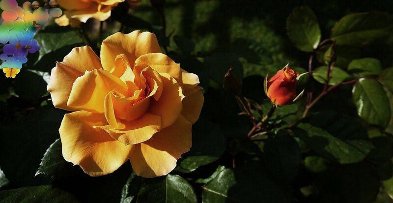 Yellow Rose in Bloom — Dramatic, Afternoon, Photograph, Rose Bud