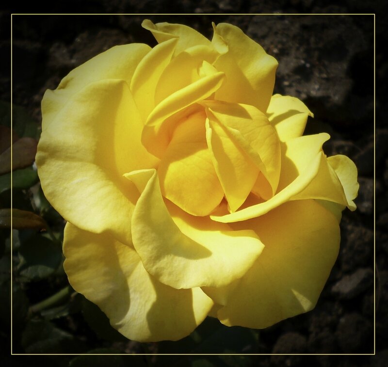 Yellow Rose in Bloom — Dramatic, Afternoon, Photograph, Soil