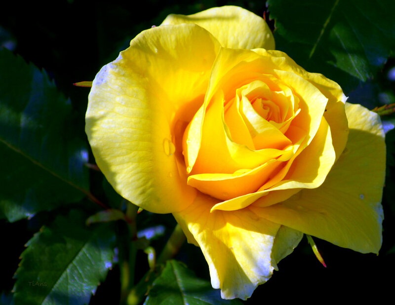 Yellow Rose in Bloom — Dramatic, Afternoon, Photograph