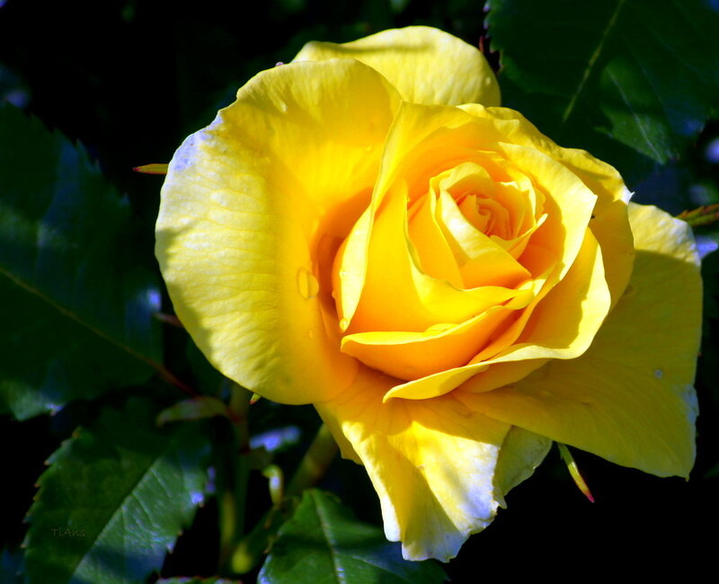 Yellow Rose in Bloom — Dramatic, Afternoon
