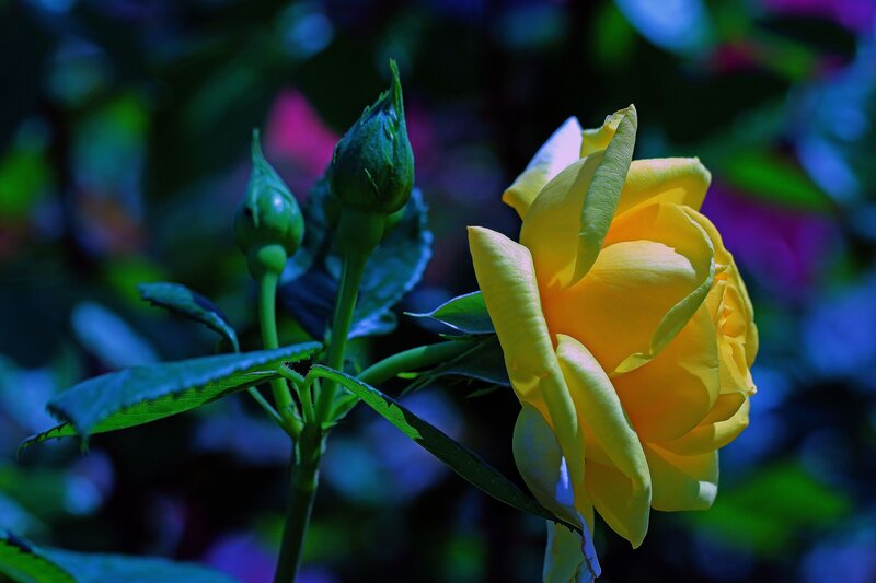 Yellow Rose in Bloom — Dramatic, Night, Photograph, Buds