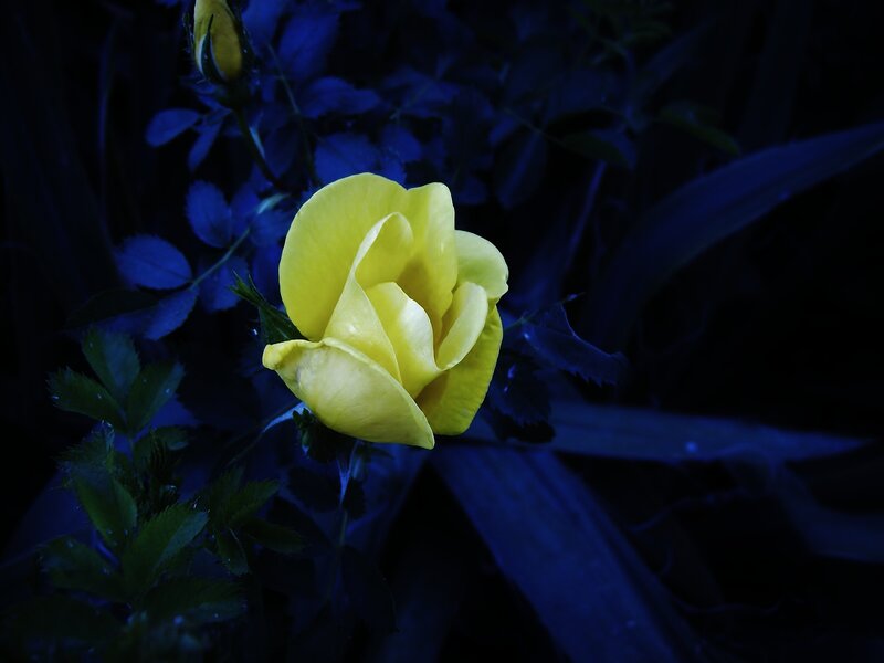 Yellow Rose in Bloom — Dramatic, Night, Photograph