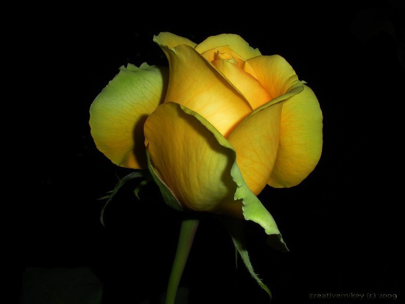 Yellow Rose in Bloom — Dramatic, Night