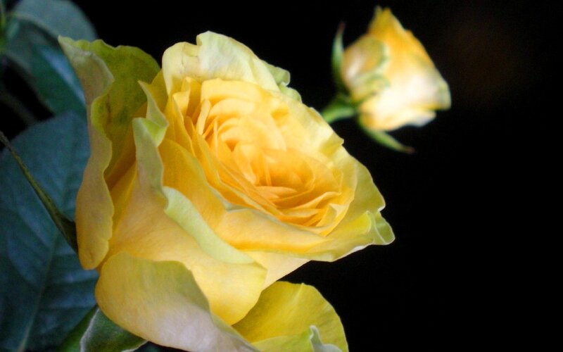 Yellow Rose in Bloom — Dramatic, Photograph, Bud