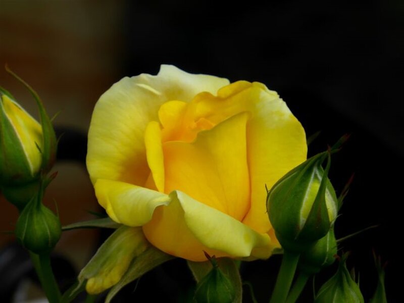 Yellow Rose in Bloom — Dramatic, Photograph, Buds