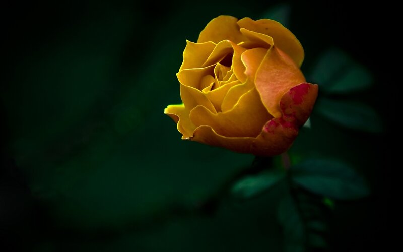 Yellow Rose in Bloom — Dramatic, Photograph, Flower, Leaf