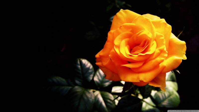 Yellow Rose in Bloom — Dramatic, Photograph, Flower, Leaves