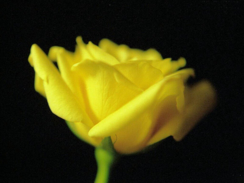 Yellow Rose in Bloom — Dramatic, Photograph, Flower, Stem