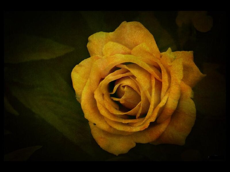 Yellow Rose in Bloom — Dramatic, Photograph, Flower