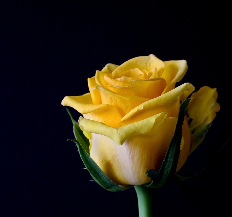Yellow Rose in Bloom — Dramatic, Photograph, Green Leaves, Stem