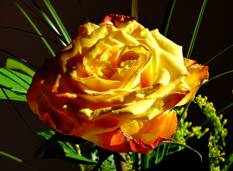Yellow Rose in Bloom — Dramatic, Photograph, Green Leaves