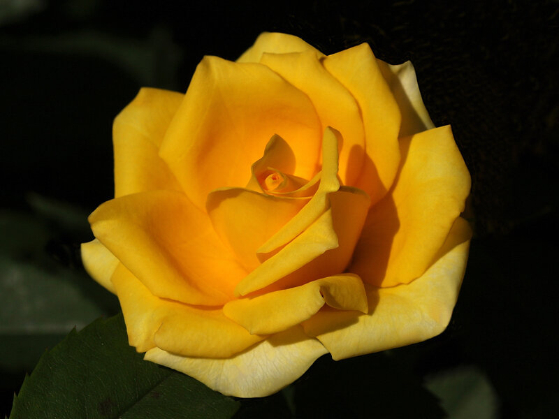 Yellow Rose in Bloom — Dramatic, Photograph, Leaf