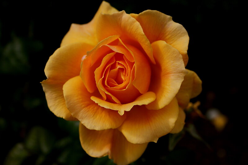 Yellow Rose in Bloom — Dramatic, Photograph, Petals, Dark Background