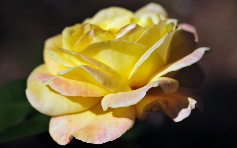 Yellow Rose in Bloom — Dramatic, Photograph, Petals, Green Leaf