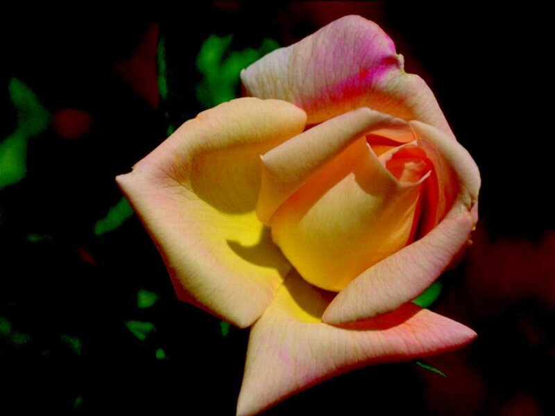 Yellow Rose in Bloom — Dramatic, Photograph, Petals, Green Leaves