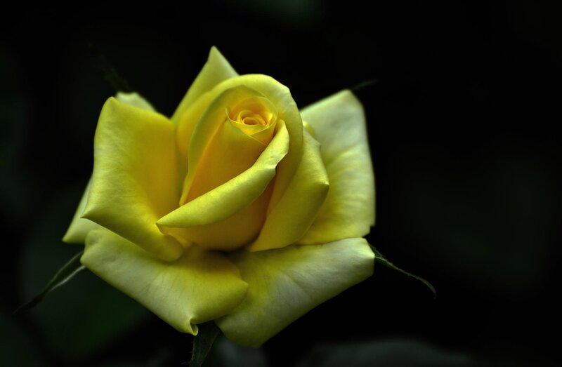 Yellow Rose in Bloom — Dramatic, Photograph, Petals, Stem, Dark Background