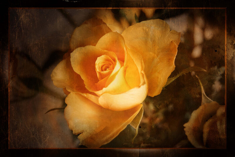 Yellow Rose in Bloom — Dramatic, Photograph, Petals