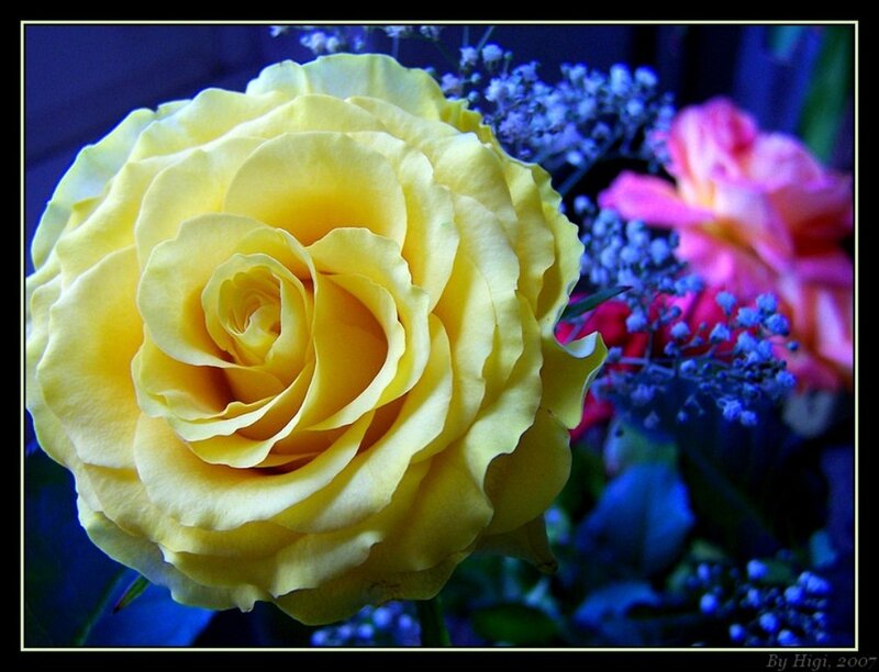 Yellow Rose in Bloom — Dramatic, Photograph, Pink Rose
