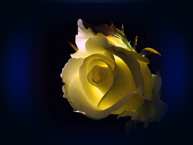 Yellow Rose in Bloom — Dramatic, Photograph