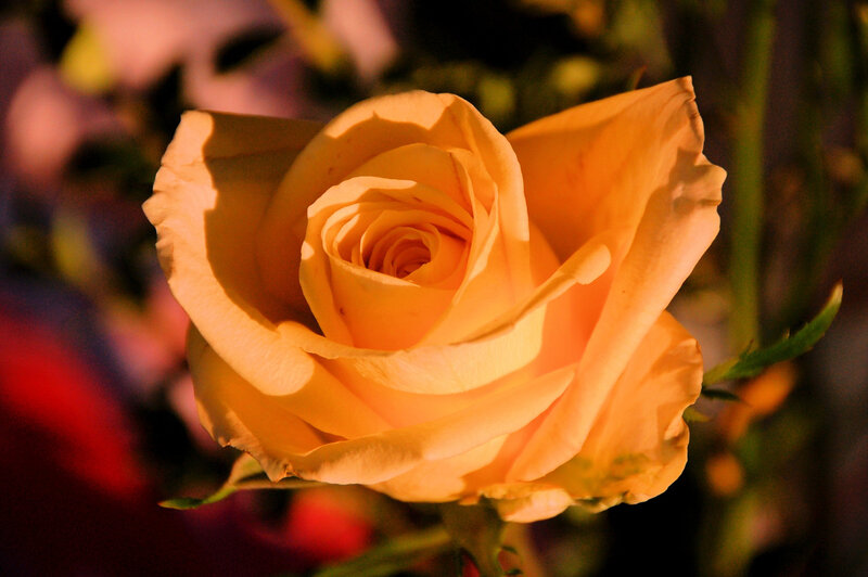 Yellow Rose in Bloom — Dramatic, Sunset, Photograph