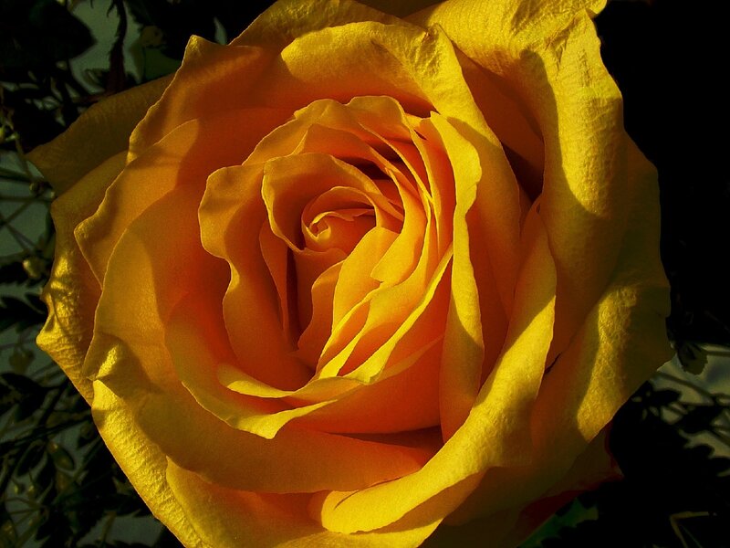 Yellow Rose in Bloom — Dramatic, Sunset