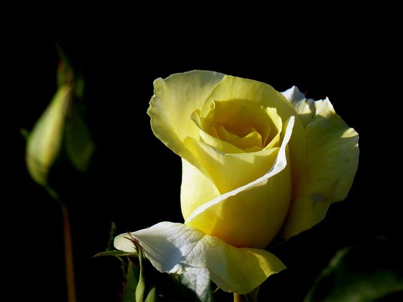 Yellow Rose in Bloom — Dramatic