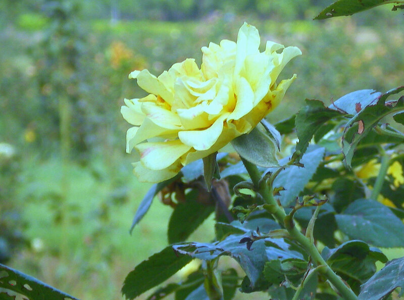 Yellow Rose in Bloom — Green Leaves