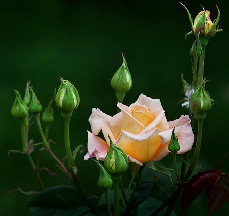 Yellow Rose in Bloom — Green